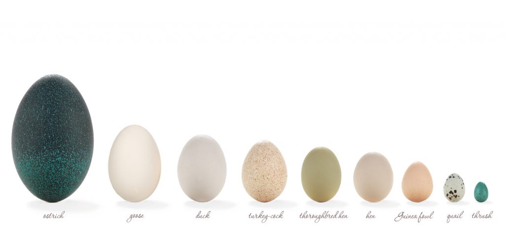 Attempt These Unique Alternate options to Rooster Eggs